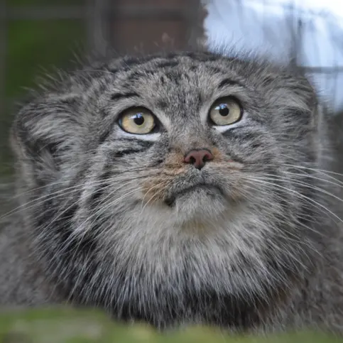 バナム動物園のマヌルネコのベラ