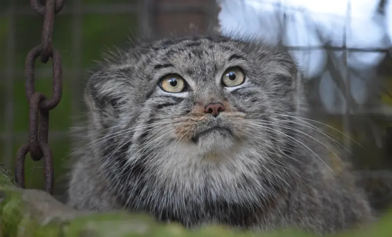 バナム動物園のベラの写真