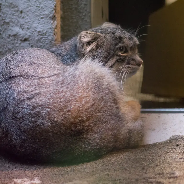 野毛山動物園のフィーガの写真