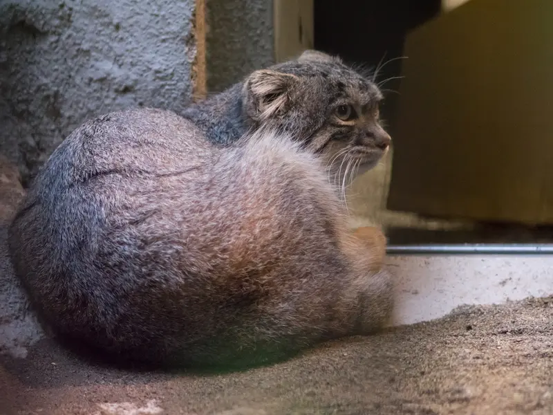野毛山動物園のフィーガの写真