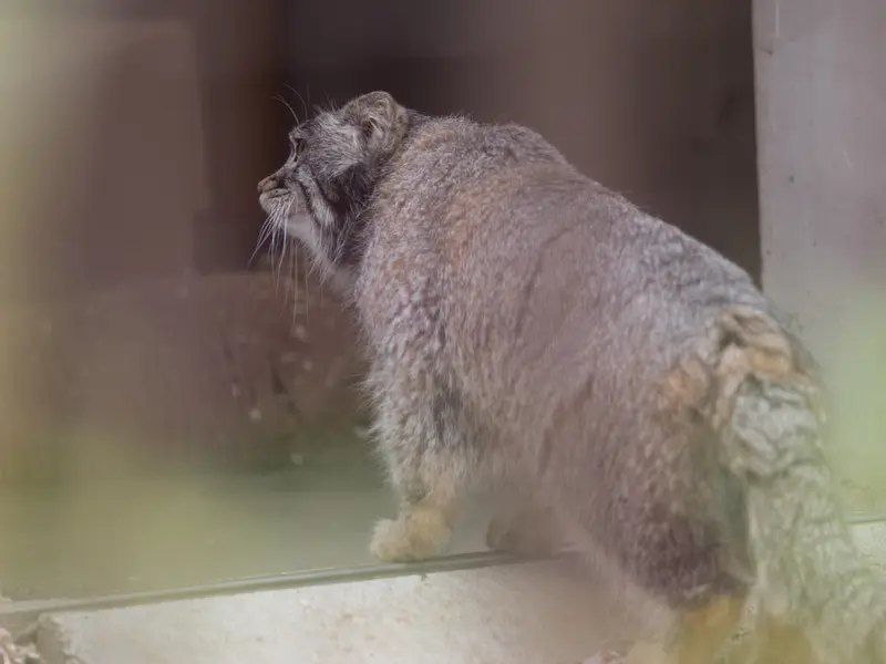 野毛山動物園のフィーガの写真