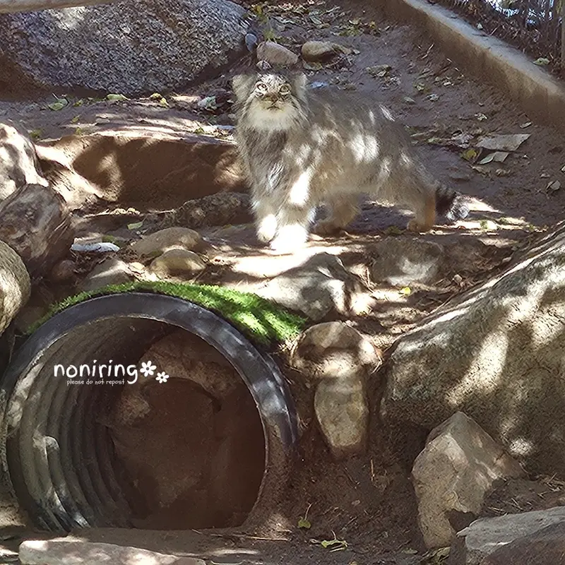 プエブロ動物園のオリーブの写真
