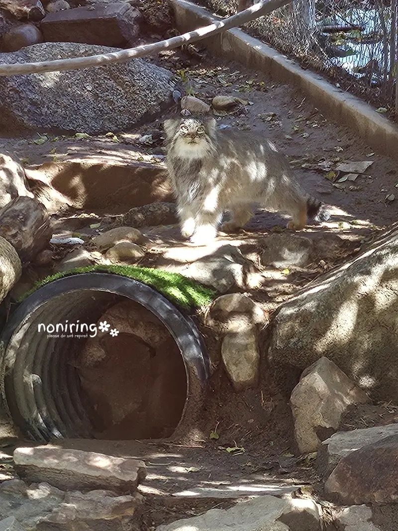 プエブロ動物園のオリーブの写真