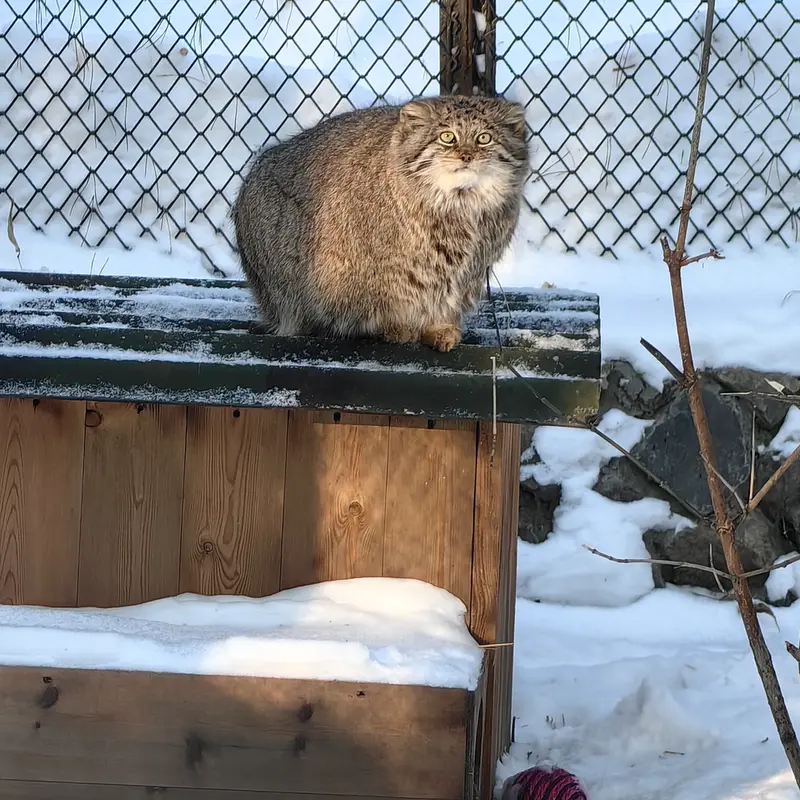 ノヴォシビルスク動物園のミアの写真