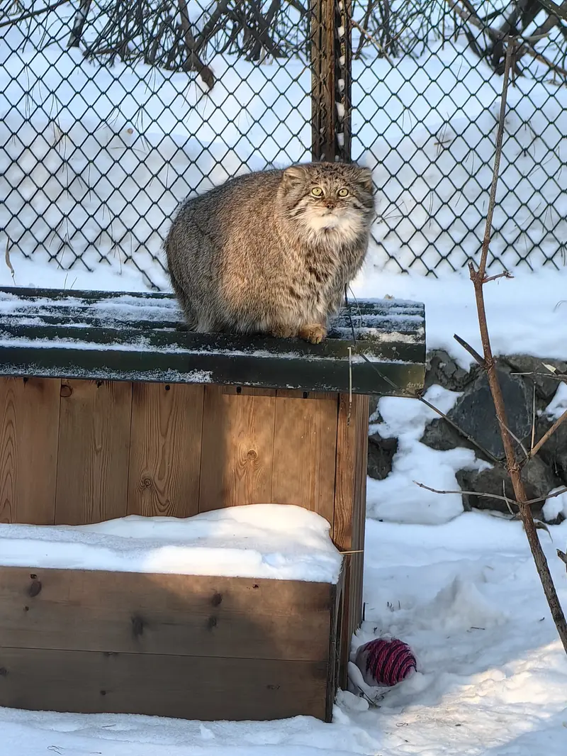 ノヴォシビルスク動物園のミアの写真