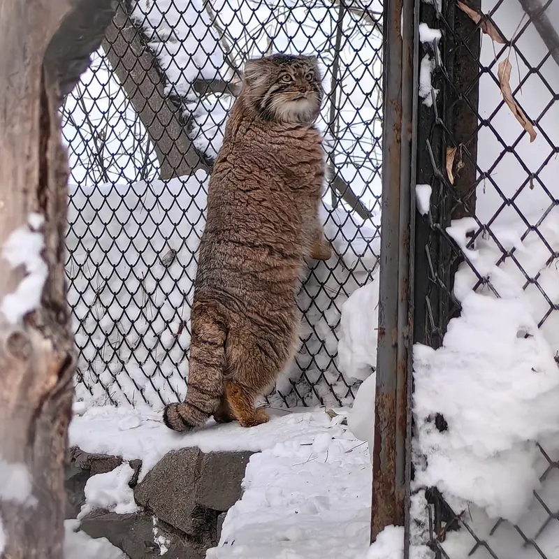 ノヴォシビルスク動物園のアチの写真