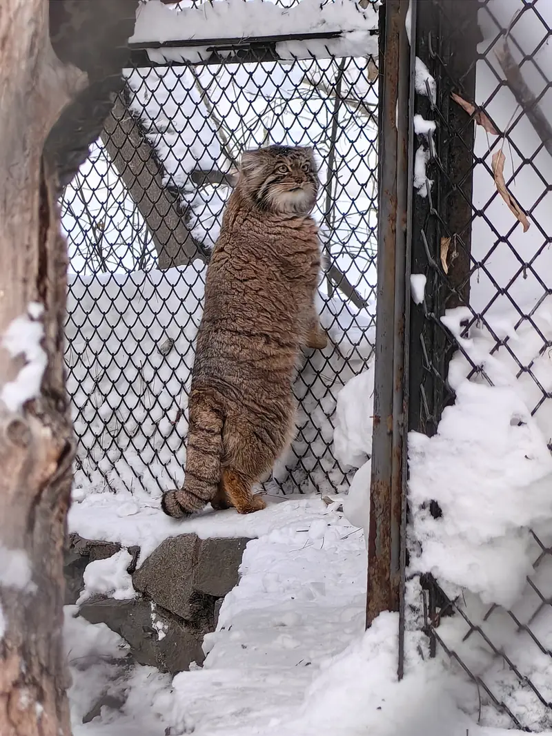 ノヴォシビルスク動物園のアチの写真