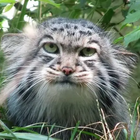 ブダペスト動物園＆植物園のマヌルネコのボリス