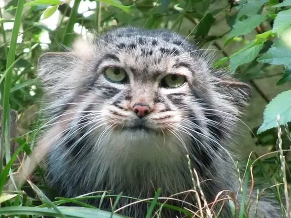 ブダペスト動物園＆植物園のボリスの写真