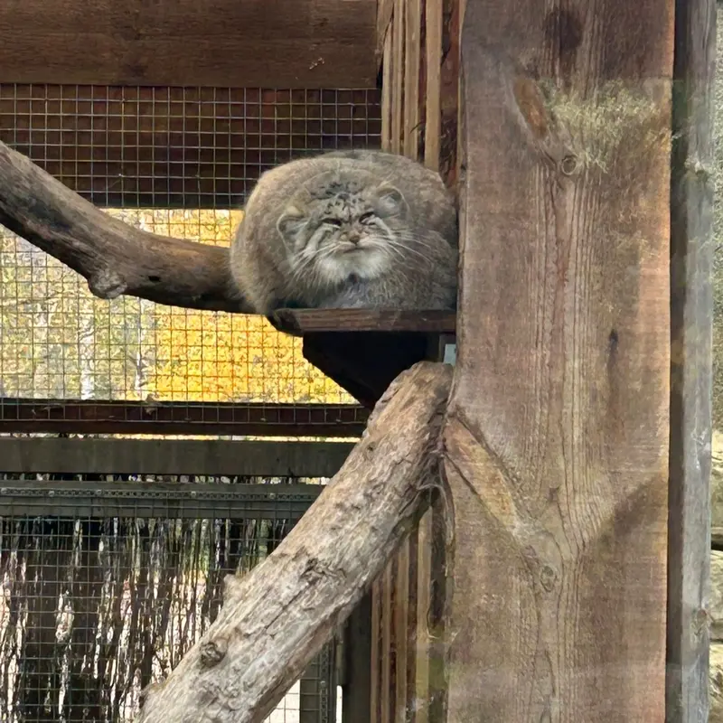 マヌルネコの写真