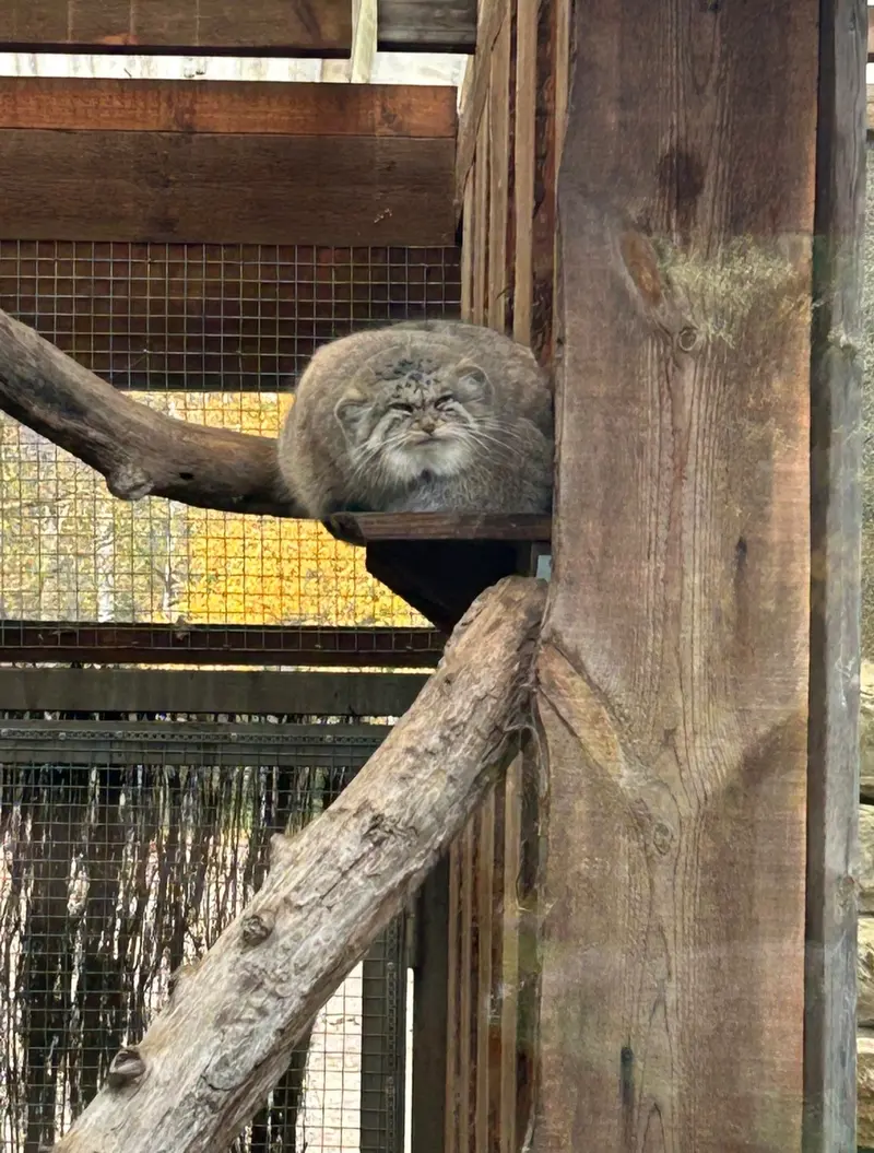 マヌルネコの写真