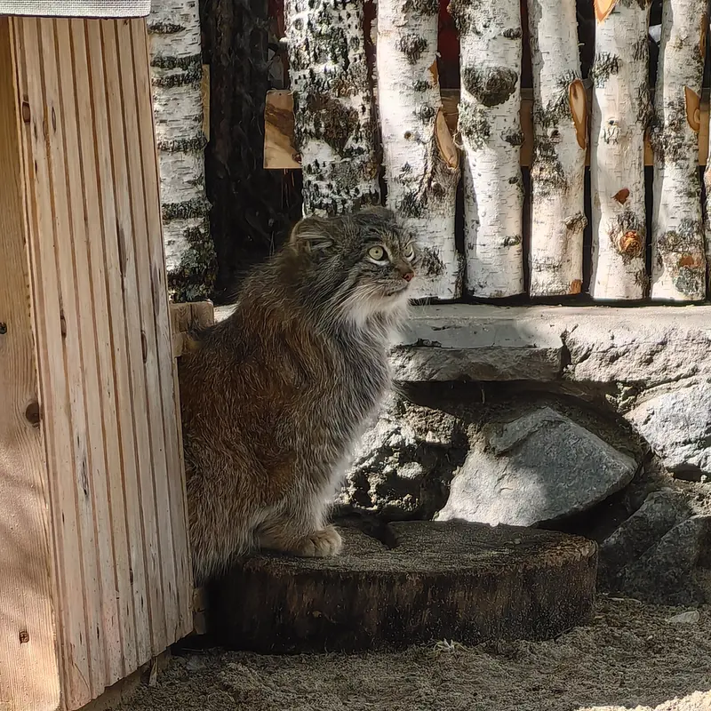ノヴォシビルスク動物園のスネジンカの写真