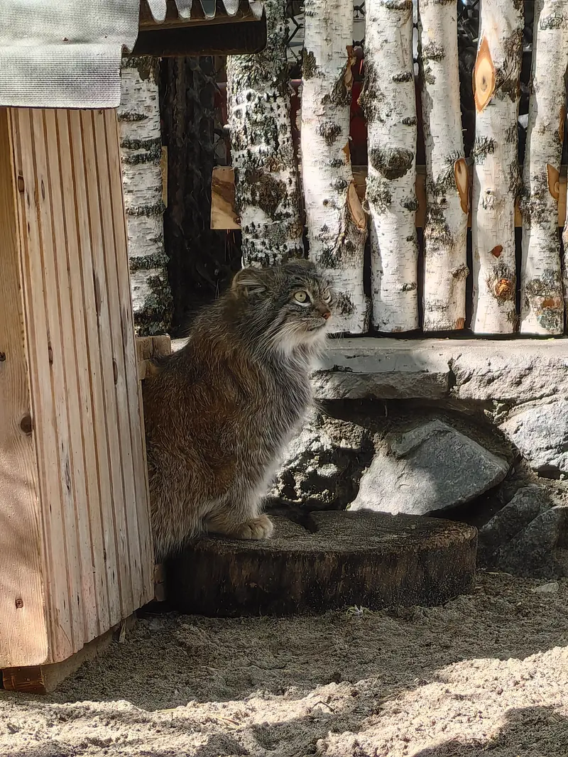 ノヴォシビルスク動物園のスネジンカの写真