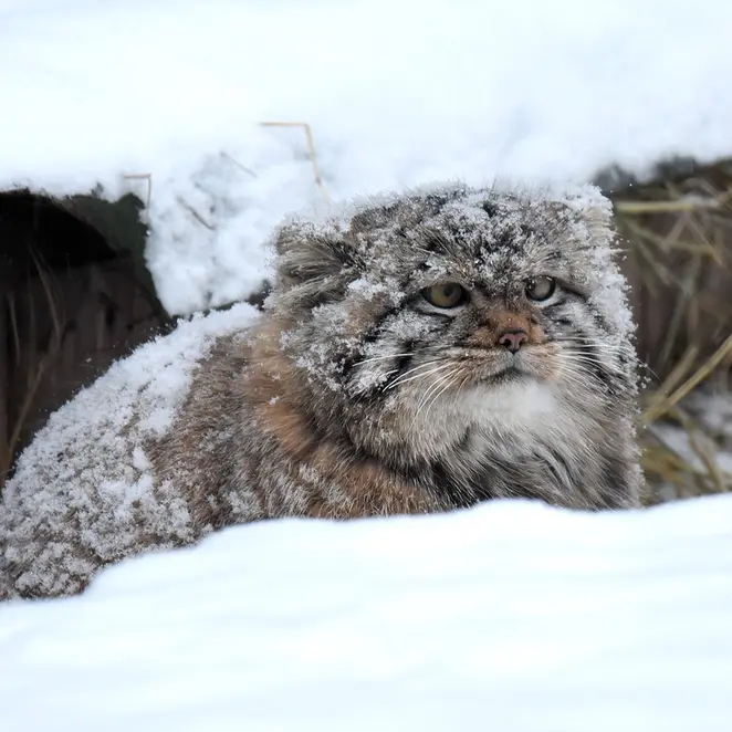 ノヴォシビルスク動物園のコソグラジクの写真