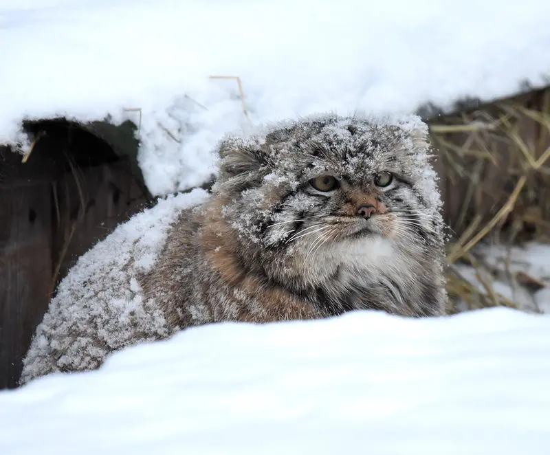 ノヴォシビルスク動物園のコソグラジクの写真