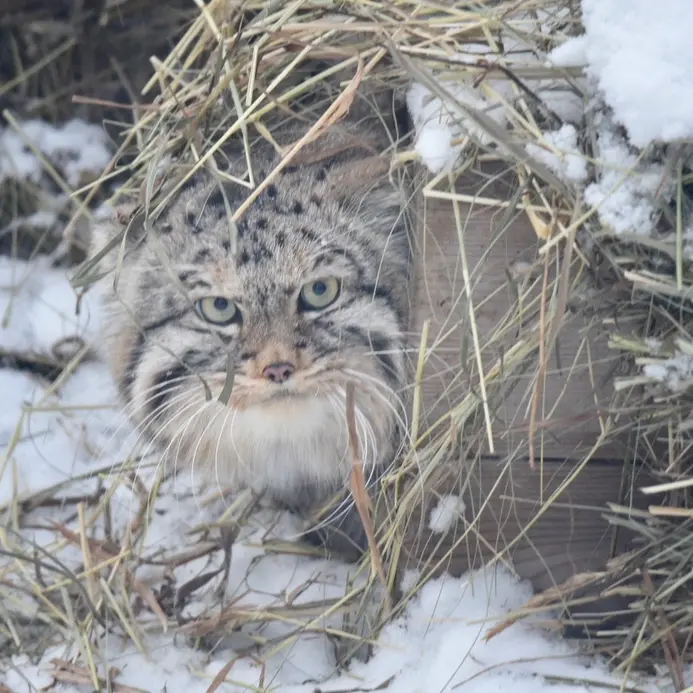ノヴォシビルスク動物園のフヴォスチクの写真