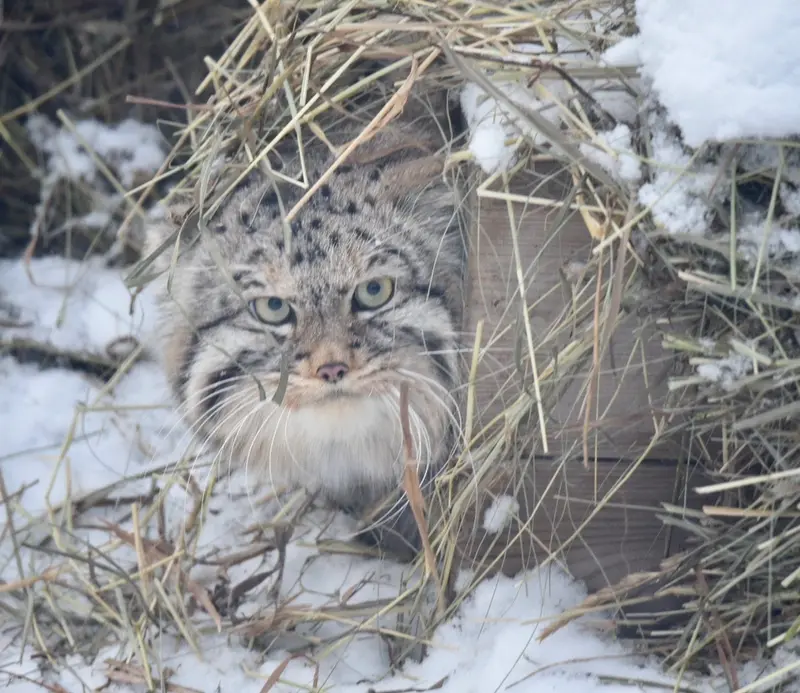 ノヴォシビルスク動物園のフヴォスチクの写真