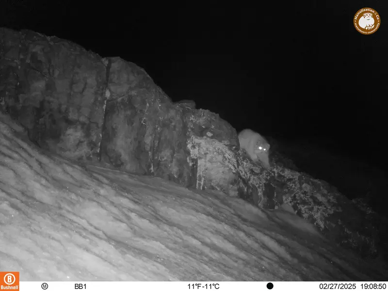 アクタス＝クンコラ［新］カメラトラップで撮影したOtocolobus manul manulの写真