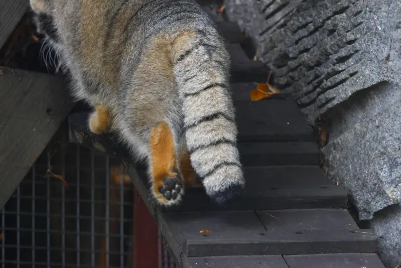 モスクワ動物園のティモフェイの写真