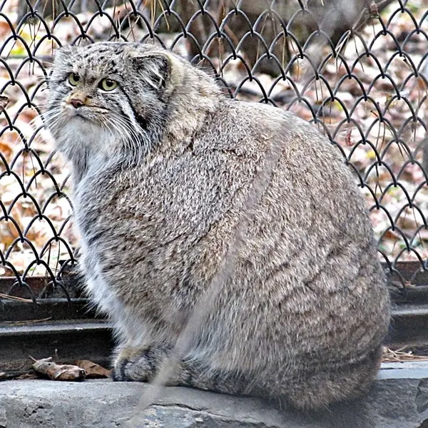 ノヴォシビルスク動物園のミアの写真