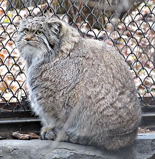 ノヴォシビルスク動物園のミアの写真