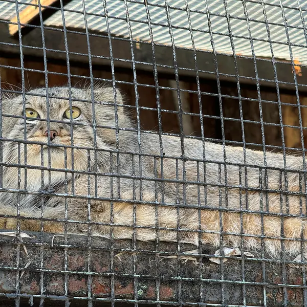 レニングラード動物園のシューの写真
