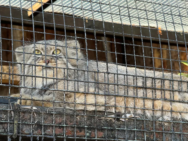 レニングラード動物園のシューの写真