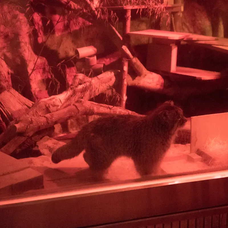 恩賜上野動物園のナイマの写真