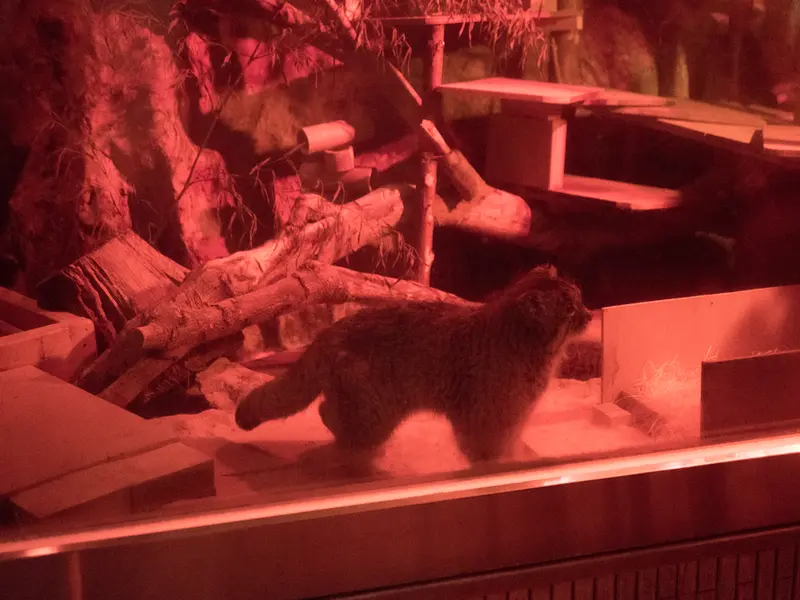 恩賜上野動物園のナイマの写真