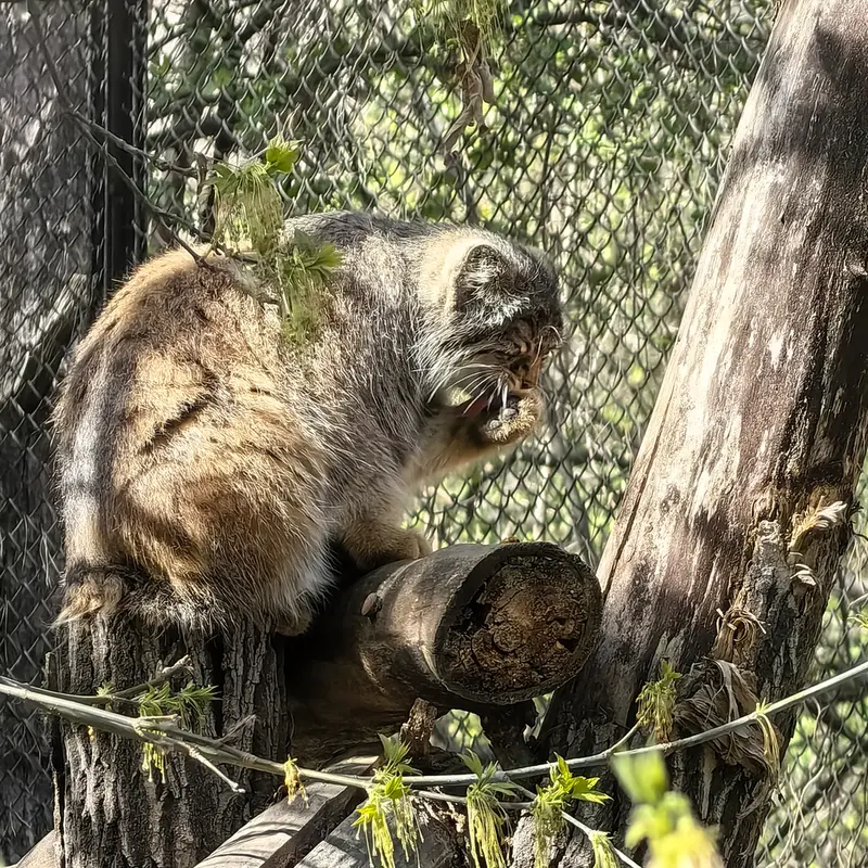 ノヴォシビルスク動物園のゾーシャの写真