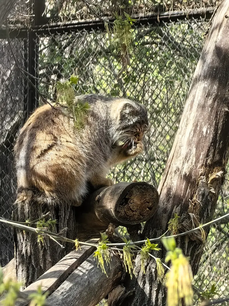 ノヴォシビルスク動物園のゾーシャの写真