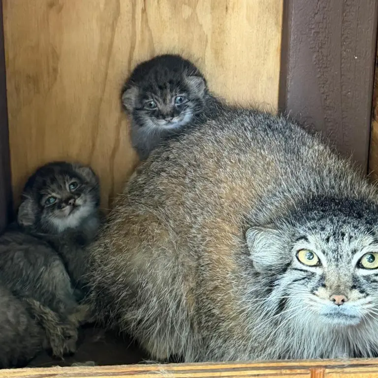 ニアイビ動物園のイーヴィー、イーヴィーの子ネコ b.2026 Ⅰ、イーヴィーの子ネコ b.2026 Ⅱとイーヴィーの子ネコ b.2026 Ⅲの写真