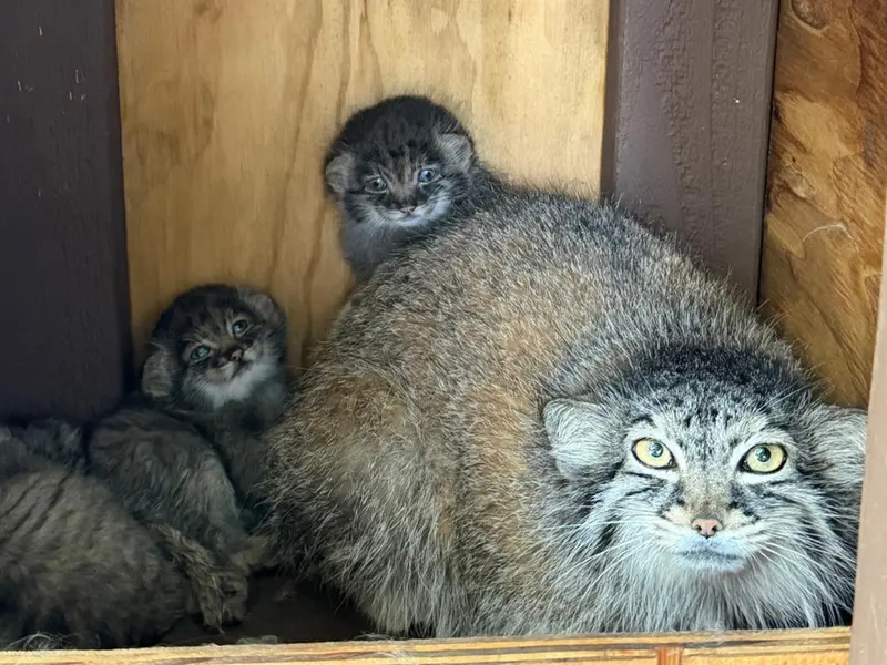 ニアビ動物園のイーヴィー、イーヴィーの子ネコ b.2026 Ⅰ、イーヴィーの子ネコ b.2026 Ⅱとイーヴィーの子ネコ b.2026 Ⅲの写真