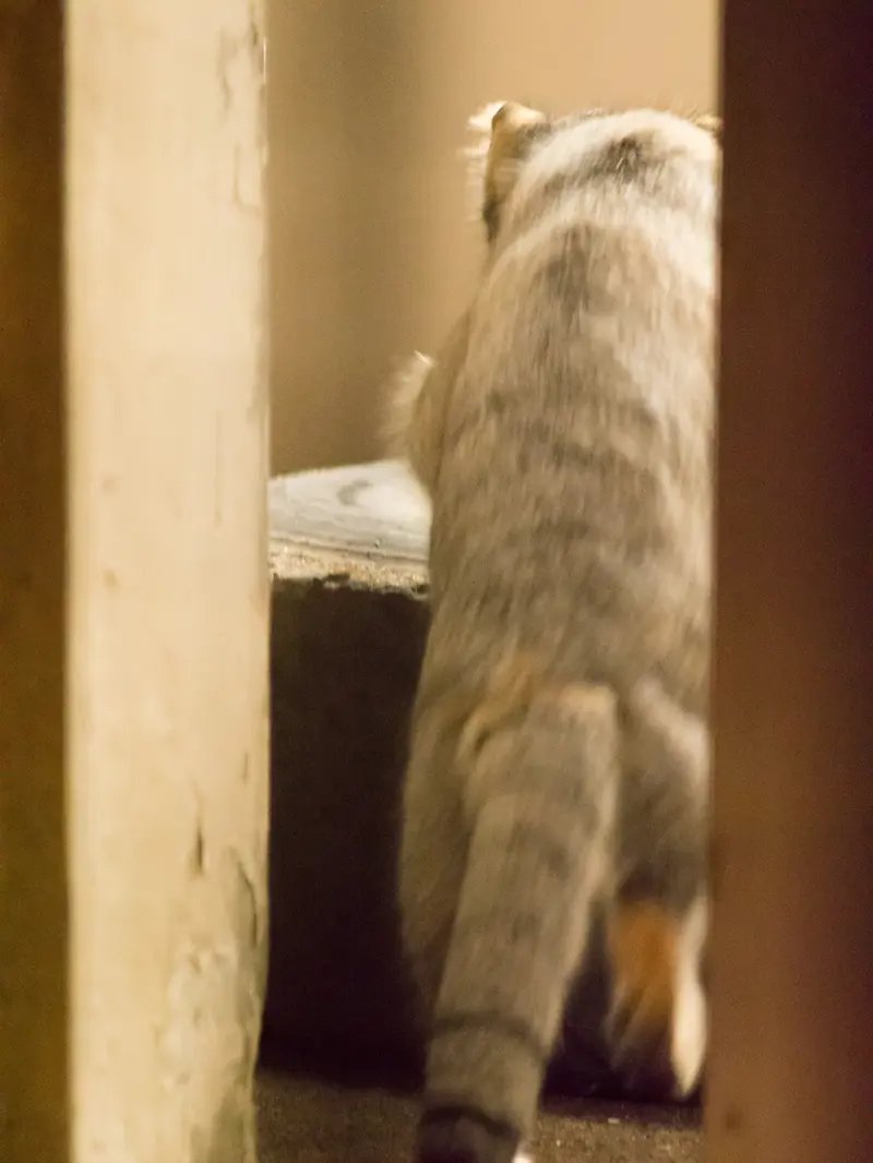 野毛山動物園のフィーガの写真