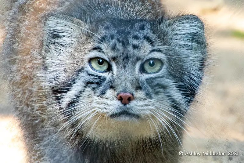コッツウォルド・ワイルドライフ・パーク・アンド・ガーデンズのトゥルの写真
