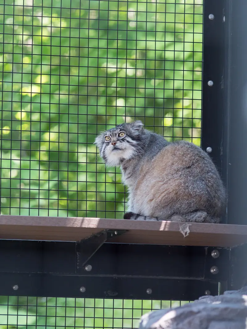 旭山動物園のグルーシャの写真