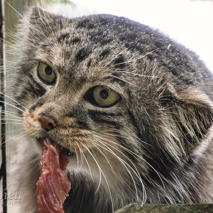 ビッグ・キャット・サンクチュアリのジェスロの写真