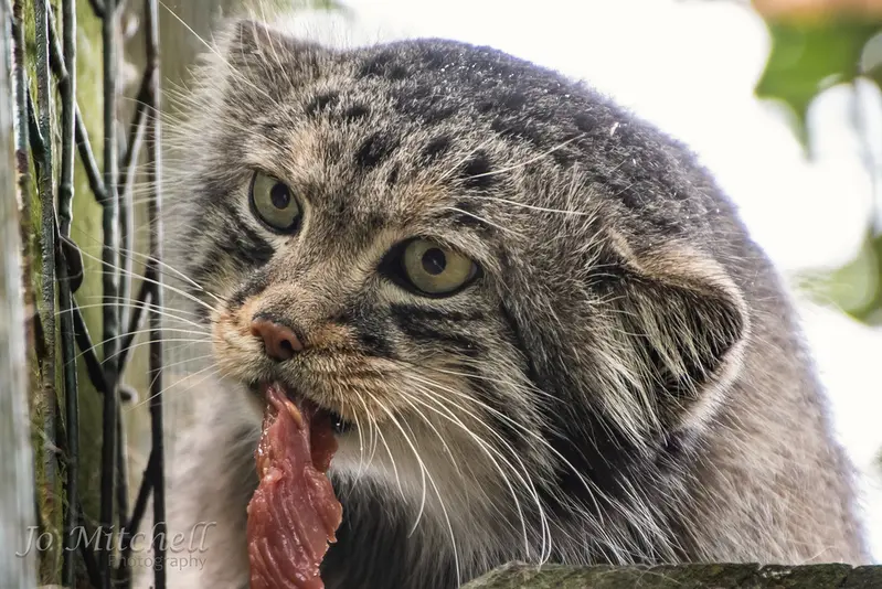 ビッグ・キャット・サンクチュアリのジェスロの写真
