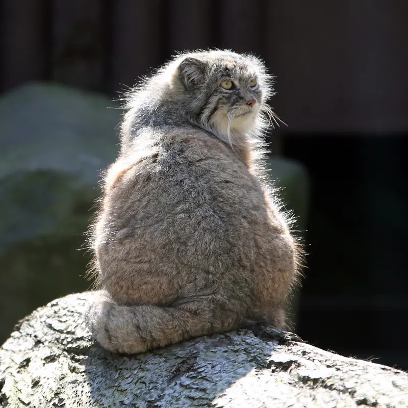 オストラヴァ動物園のモイラの写真