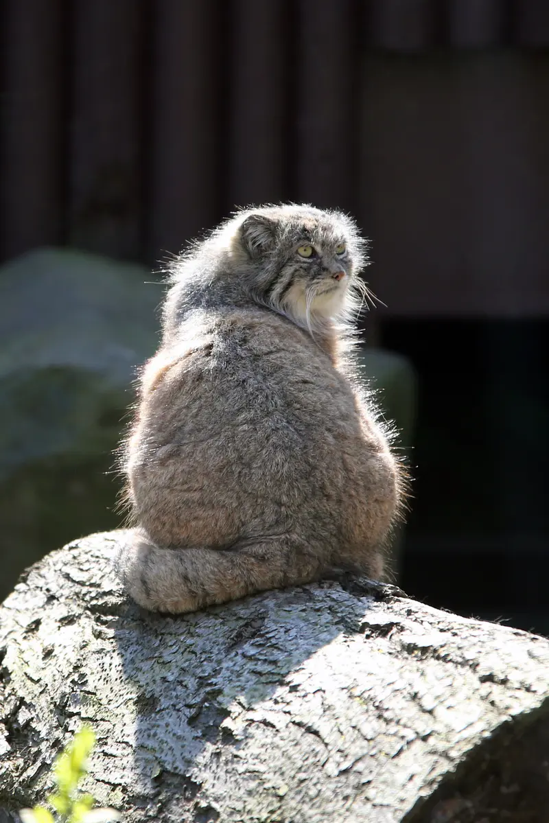 オストラヴァ動物園のモイラの写真