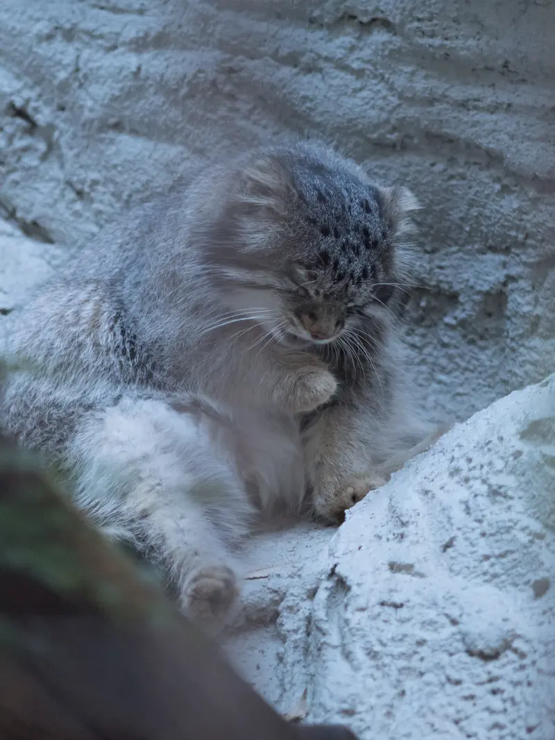 野毛山動物園のフィーガの写真