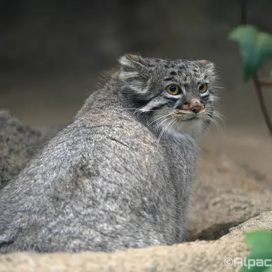 神戸どうぶつ王国のメイの写真