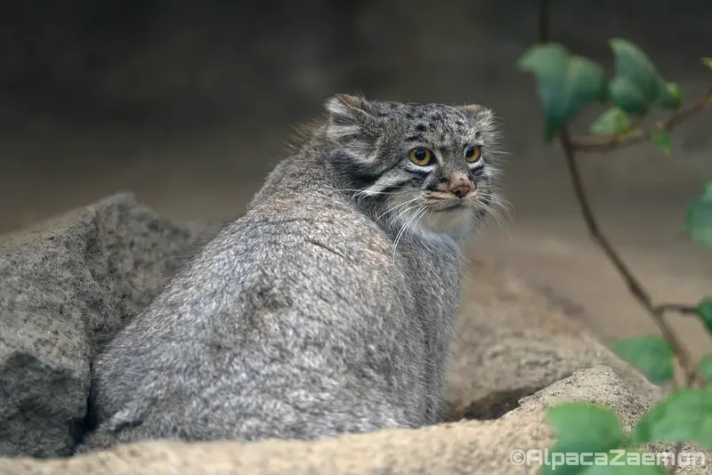 神戸どうぶつ王国のメイの写真