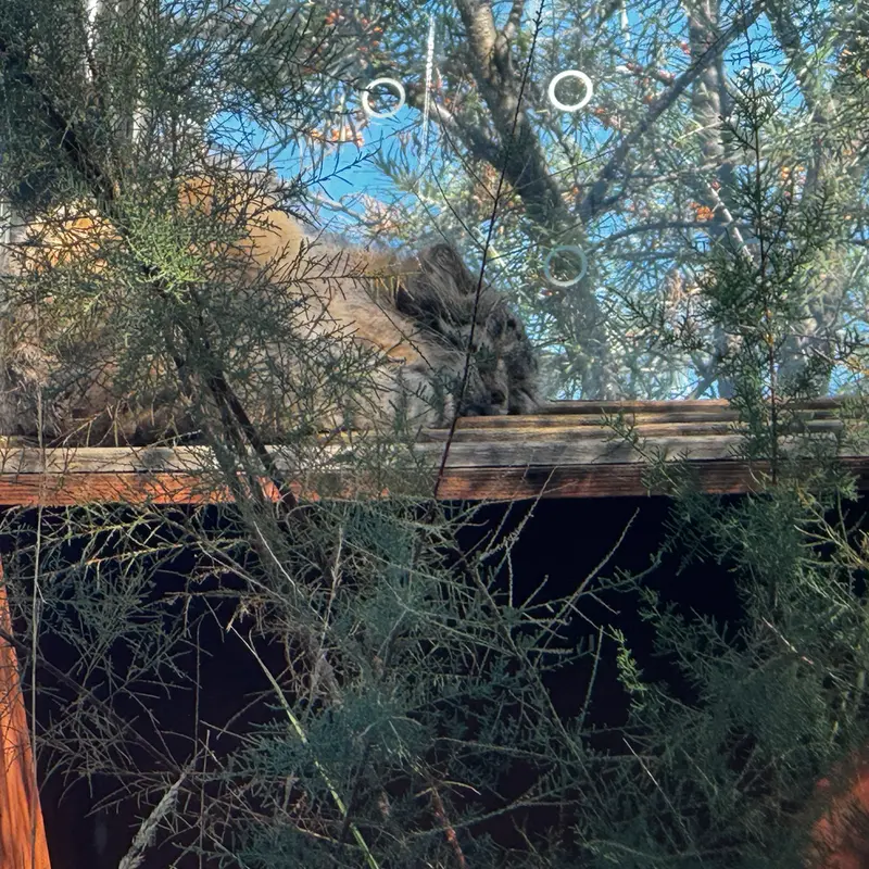 プラハ動物園のスパイの写真