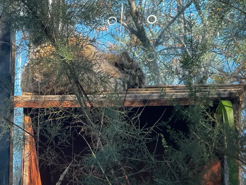 プラハ動物園のスパイの写真