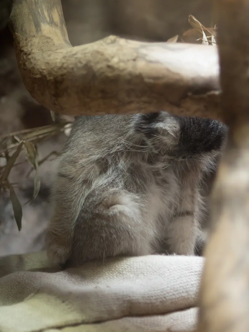 恩賜上野動物園のクリョンの写真