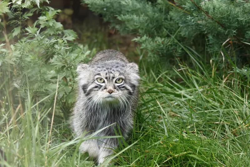 モスクワ動物園のティモフェイの写真