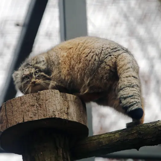 グダニスク動物園のウラの写真