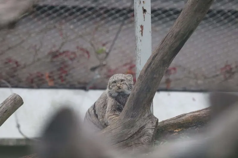 コルケアサーリ動物園のサイミの写真
