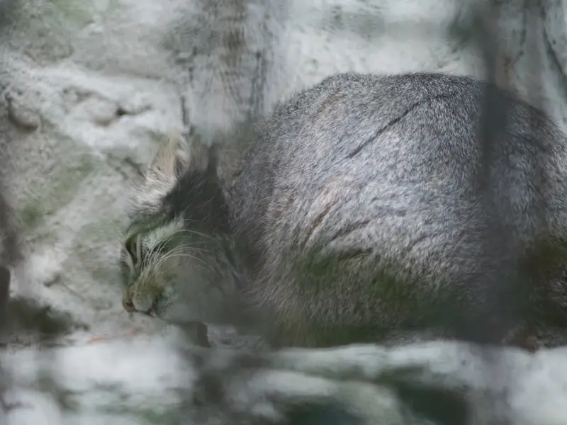 野毛山動物園のフィーガの写真